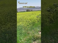 Mel natural puro MGO100+ Produto de abelha de mel Manuka natural 290kg da Nova Zelândia