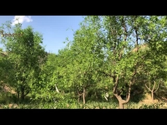 10,8% 10-HDA Orgânico Fresco Geleia Real Natural Amarelo Luminoso