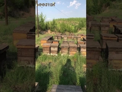 UMF15+ Mel de abelha natural Mel de Manuka da Nova Zelândia puro MGO550+ alimentos saudáveis 250g