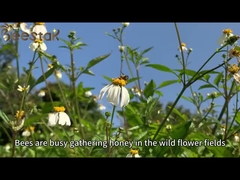 Produtos de abelhas Creme Biológico Mel Leite de abelha Fresco Orgainc Royal Jelly