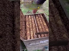 pólen de abelha cru