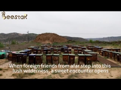 Beestar mel fresco de cedro natural sem qualquer aditivo mel de abelha natural mel cru para cuidados de saúde