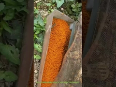 Polen de violação granular grande Mel Polen de abelha crua para seres humanos e abelhas