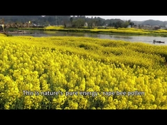 Milho amarelo-marrom Pólen de abelha em bruto puro para apicultura