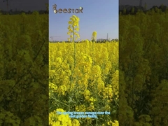 Pólena de pinheiro em pó fresca, de natureza amarela pálida