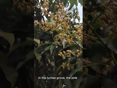 Mel de abelha natural