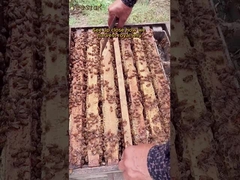 Em alta no mercado Geleia Real Fresca Orgânica Natural Grau Alimentício Puro