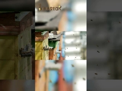 10-HDA Natural Orgânica Fresca Geleia Real Pura Geleia Real para cuidados de saúde