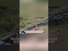 Grânulos de Pólen de Abelha Multiflores Naturais - Qualidade Alimentar a Granel