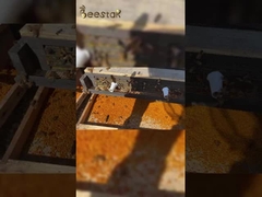 2025 venda a quente Pólen de abelha puro de grande qualidade