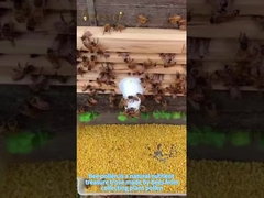 O pólen de abelha é um tesouro natural de nutrientes e um produto de saúde essencial para pessoas saudáveis