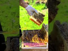 100% Mel de cítricos naturais Mel puro cru Alimentos saudáveis Mel de abelha natural para venda por atacado