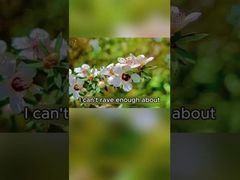 Mel de abelha natural 250g Mel orgânico puro e cru Mel de Manuka do país da Nova Zelândia Mel de abelha natural