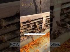 Pólen de Abelha Fresco Cru de Alta Qualidade Vitaminas de Abelha Novos Produtos de Abelha Naturais Frescos