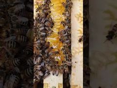 Não se trata apenas de recolher néctar, é uma maravilha química meticulosamente orquestrada.