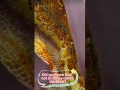 Mel de manivela pode preservar melhor a nutrição e o sabor original do mel