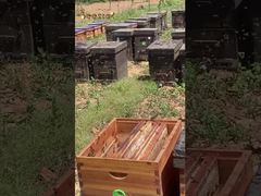 Agradeça às abelhas trabalhadoras por produzirem o mel mais puro para nós