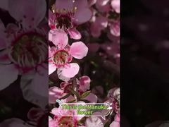 O mel de Manuka não é apenas um adoçante; oferece inúmeros benefícios para o corpo.