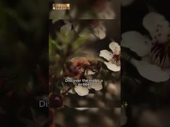 500 g UMF10+ Mel de Manuka puro Manuka Natural Mel de Abelha Mel puro