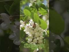 O mel de acácia é doce e não enjoativo, com uma fragrância delicada de flores de acácia