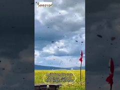 Assistir: Vitamina de Pólen de Abelha Crua Multi-Flor 25kg Caixa Vitrine de Suplemento Alimentar