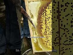 Ver Mel de Abelha 100% Natural no Atacado Mel Puro Cru de Alta Qualidade Demonstração