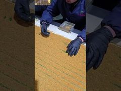 Uma Análise Mais Detalhada: Pólen de Abelha Personalizado de Chá Fresco Cru, Vitaminas de Abelha, Novos Produtos Naturais Frescos de Abelha