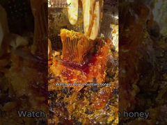 Introduce Natural Bee Honey Longan honey Pure Raw Honey for Direct Eat For You