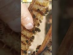 See Why Choose 10-HDA Organic Fresh Royal Jelly Light Yellow Natural Food