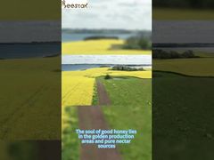 Only good nectar sources can produce high-quality honey Pure Raw Rape honey High Quality For You