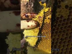 Mel recém retirado da colmeia, um adoçante natural da natureza