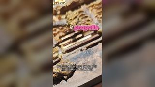 Você sabe como é extraída a própolis, conhecida como “ouro roxo”?