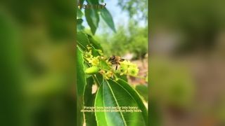 Puro mel de Manuka da Nova Zelândia MGO 100 Plus benefícios para a saúde