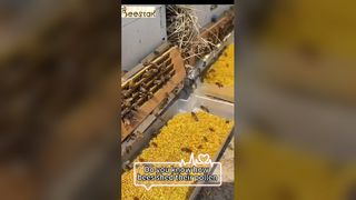 Você sabe como o pólen de abelha cai das pernas de uma abelha