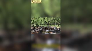 O apiário apresenta um cenário de perfeita harmonia.