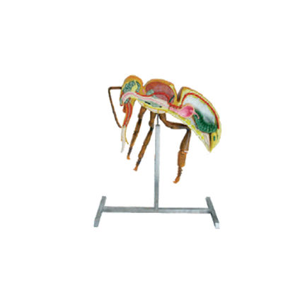 comprar A apicultura utiliza ferramentas o modelo da anatomia da abelha da altura do equipamento 60cm 110cm da apicultura fabricação em linha